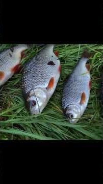 Solo Camping in Strom with my Dog #survaval