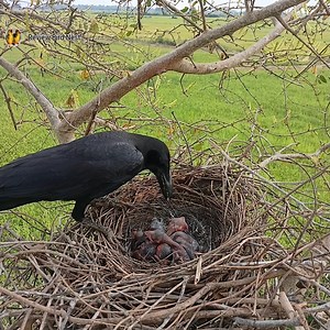 19K views · 425 reactions | Large-billed crow bird nurture the little baby in the nest very well. EP.14 | Review Bird Nest | Facebook