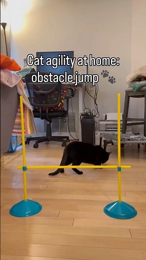 Cat agility at home: obstacle jump 🐾 #cattraining #clickertraining #catjump #catagility #catlove