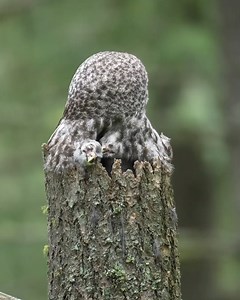 241K views · 12K reactions | Great Gray Owl - Nesting and nuzzling | video ©: Nathan Clark #birdsofprey #owl #EagleWatch | Eaglewatch NL | Facebook