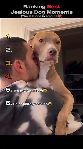 Ranking Best Jealous Dog Moments 🐶 (You Won't Believe No.1) #shorts