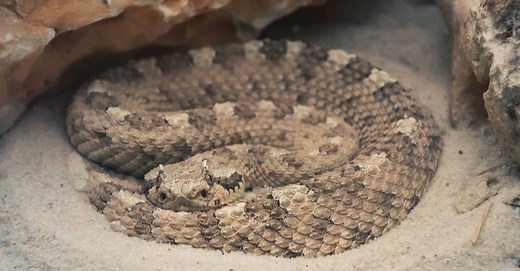 Super-Sized Snakes: The Biggest Sidewinder Rattlesnake on the Planet