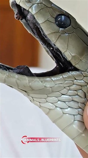Meet the World's Fastest Venomous Snake! 🐍😱 #animalfacts #facts #animals #wildlife