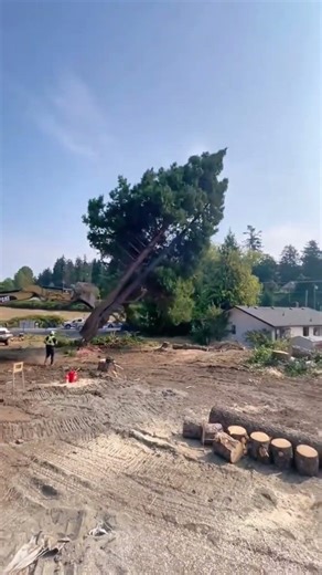 Even with Excavator Help, Tree Fell Toward the House cutting trees | Felling Gone Wrong