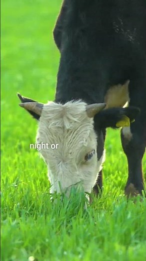 How Smart Collars Save Cows From Danger