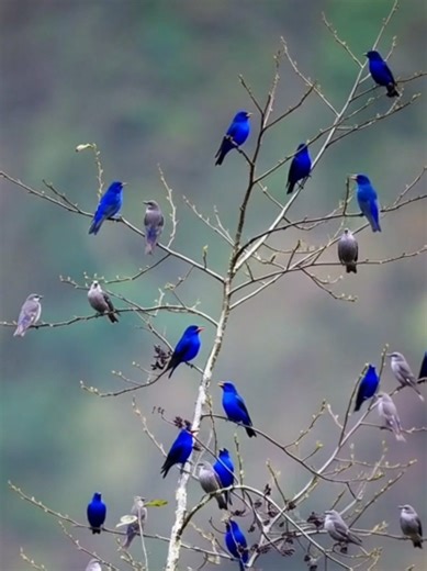 Exploring the Beauty of Birdsong in Wild Forests