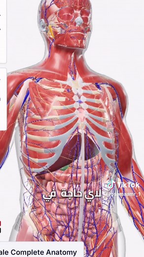 Exploring Human Biodigital Anatomy: A 3D Perspective