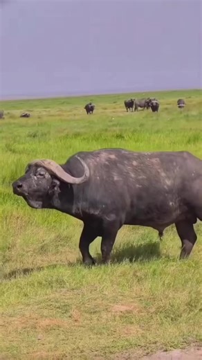 Exploring Cape Buffalo at Serengeti National Park