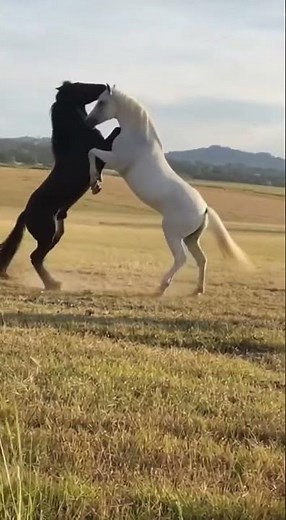 Black and White Stallions Battle: Epic Horse Fight for Dominance in the Field!