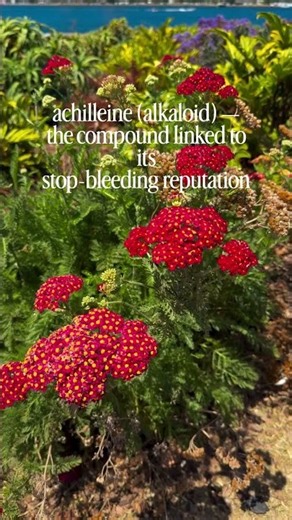 Herb of the Day: Yarrow aka Achillea Millefolium