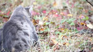 Cat playing with mouse. A grey and white cat exhibits natural instincts as it plays with a mouse in a garden, showcasing feline behavior in an outdoor setting.