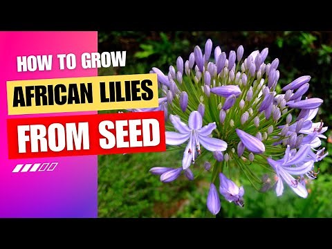 Seeds of Beauty: How to Grow African Lilies from Seed