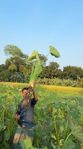 Taro Harvesting 塞塞(Ep-793)#tarot | Explore With Nature | Facebook