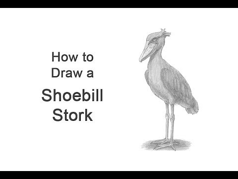 How to Draw a Shoebill Stork