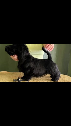 EXCLUSIVO PARA MÍ: El pedigree del campeón canino
