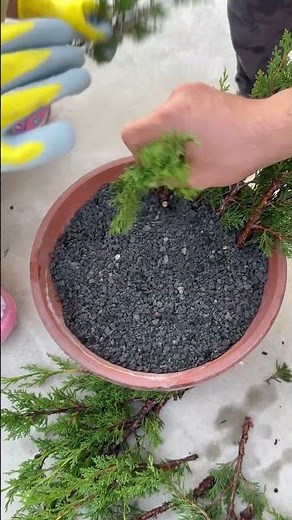 How to Grow Juniper from Cuttings in 2024 #bonsai #juniper #gardeningtips