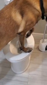 MONKEY Got the toilet dirty! | Omar and Monkey