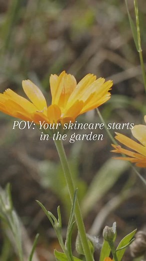 Calendula harvest morning . Witnessing the abundance of these blooms in Spring & harvesting fresh flowers mid-morning to be dried and infused in organic oils later. Our calendula face oil recipe has been rejuvenated with the addition of Sea Buckthorn oil, a powerful anti-oxident rich oil offering calming, protective and Radiance boosting benefits to your skin. | Medini Botanics | Facebook