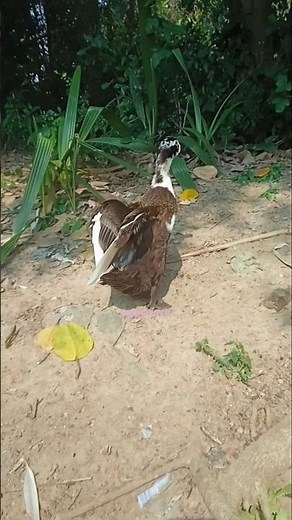 #duck #animals #shorts #viral #trending #reels #comedy #cute #shortvideo #viralvideo
