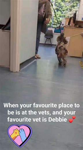 Happy pet happy vet! 💕 Wee Coco showing her enthusiasm for the Dumbarton branch ❣️ and for Vet Debbie 🥰 #dumbarton #muirhead #bearsden #milngavie #glenbraevets #glenbraeveterinaryclinic #scottishvets #glasgow #scotland #dogsofglasgow #dugsofglasgow | Glenbrae Veterinary Clinics