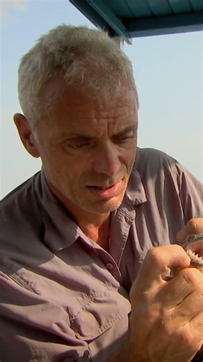 Jeremy fängt einen schwarzen Piranha #flussmonster #jeremywade #shorts