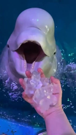 Beluga whales Facts #fyp #animals #facts #knowledge | Animal Informations | Facebook