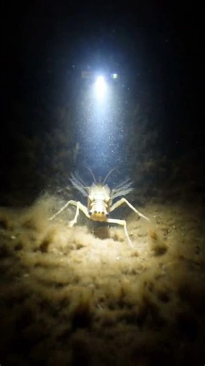 Mayfly Nymph POV: Micro-Camera Journey Inside an Underwater Sediment Burrow