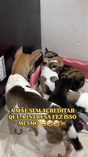 COMÉDIA EM FAMÍLIA #shortsviral #humor #foryou #comedyshorts #comedia #shorthumor #shorts