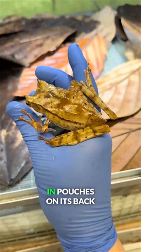 One of the coolest frogs we’ve ever seen! #frogs #amphibians #marsupialfrog #bravewilderness | Brave Wilderness