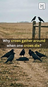 3.6M views · 49K reactions | Crows are much smarter than most people...