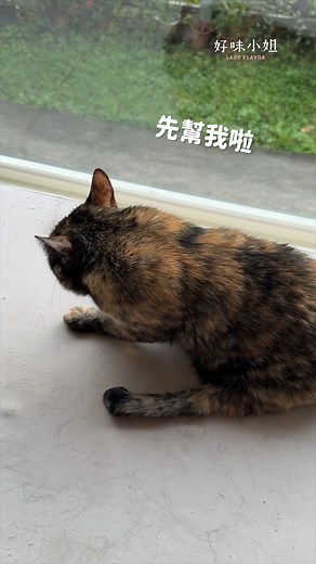 貓咪會吃醋嗎？ #cat #貓咪日常 #貓咪 #pets #寵物 #cute #貓 #好味小姐 | 好味小姐 Lady Flavor
