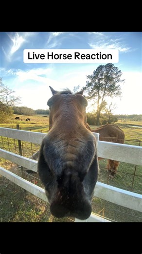 #horse #horses #horsetok believe it or not this horse can only remember the first 100 digits of pi and doesn’t know the quadratic formula!