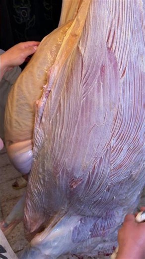 How to professionally cut open a calf's abdomen to remove the intestines from a cow's belly, maki...