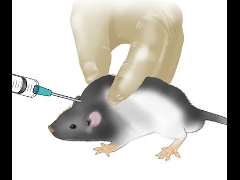 Subcutaneous route of drug administration in rats