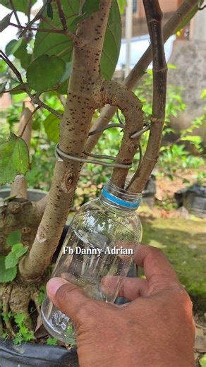 Propagating plants with air layers using water media #airlayering #grafting #bonsaitree #plants