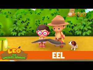 Electric Eel Shocks A Snake To Save Leo! |Leo the Wildlife Ranger|Animals for Kids | @Mediacorp okto