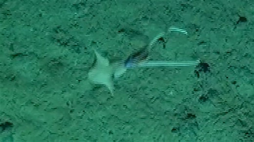 新发现一种会将身体埋进泥沙中的深海鞭鱿物种