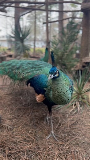Eclipse & Solstice 💚🦚 Java Green Peafowl pair #JavaGreenPeafowl #PavoMuticus #MuticusMuticus #PeacocksOfInstagram #EndangeredBirds #EndangeredSpecies #HotOffTheNest #birdsofinstagram #birdsofinsta | Hot Off The Nest