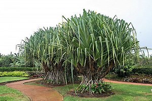 Pandanus tectorius - Alchetron, The Free Social Encyclopedia