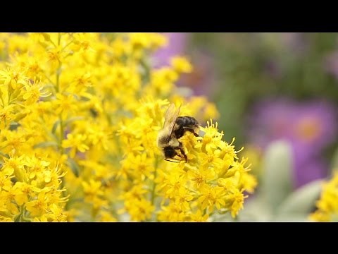 Neonicotinoids: The New DDT?