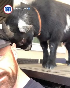 81K views · 2.9K reactions | This little goat is in a baaad mood!  | Daily Mail Video | Facebook