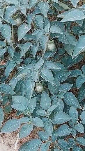 The Deadly Secrets of Datura: Medicinal Uses, Dangers & Identification