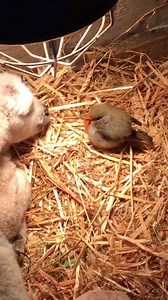1.5M views · 15K reactions | "A heat lamp for one of the lambs who was really really feeling the cold tonight, along with Mr Robin who clearly has the right idea!! "  Rachel Barnwell | FarmingUK | Facebook