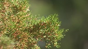 UT professor says her self-made gin may be protecting her from cedar fever
