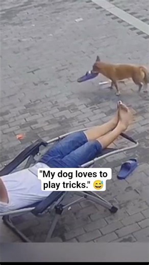 "My dog loves to play tricks." 😅 #dog #dogtricks
