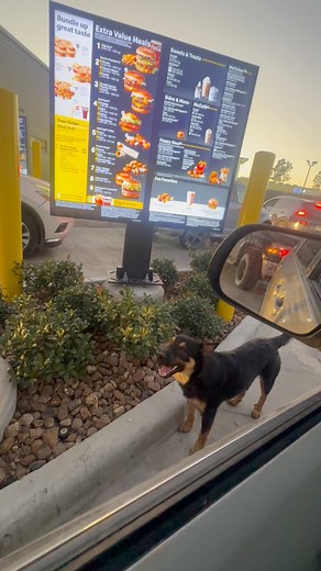 Cleveland Tx copy ridge Dog begging for a cheese burger 🍔 at the drive thru line of our local McDonalds Friendly, sweet and goofy 😊 with his own personality needs a local foster and a reputable rescue Please offer to foster, if you can’t forter please pledge, if you can’t pledge, please share #rescuedog #straydogs #fypageシ #thedaikykibble https://www.amazon.com/hz/wishlist/ls/3J9B5AW3UOP3F?ref_=wl_share | Zully Vasquez Ventura