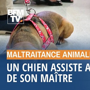Campeon, un petit chien de deux ans, était maltraité par son maître Aujourd'hui, il assiste à son procès 🐶⤵ | BFMTV