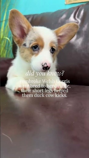 Tiny Legs, Big Jobs! 🐾🐄 The Cutest Corgi Puppies | Petland Tulsa ✨