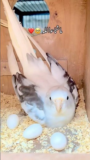 5 tips for best breeding and winter care for all birds #mujeebbirdsbreeding #lovebirdsbreeding