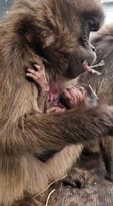 The first Gelada Monkey baby has been born at the Yorkshire Wildlife Park. This arrival to first time mum Feven, and recent arrival new male Obi is a ground-breaking moment in the breeding of Gelada. Obi and his bother Taylor arrived in Yorkshire from Colchester Zoo in 2020 as a key part of this breeding programme. | Yorkshire Post